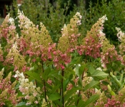 2020 09 01 LyndaleParkRoseGarden 014